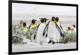 Falkland Islands, South Atlantic. Group of King Penguins on Beach-Martin Zwick-Framed Photographic Print