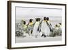 Falkland Islands, South Atlantic. Group of King Penguins on Beach-Martin Zwick-Framed Photographic Print