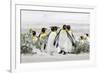 Falkland Islands, South Atlantic. Group of King Penguins on Beach-Martin Zwick-Framed Photographic Print