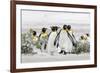 Falkland Islands, South Atlantic. Group of King Penguins on Beach-Martin Zwick-Framed Photographic Print