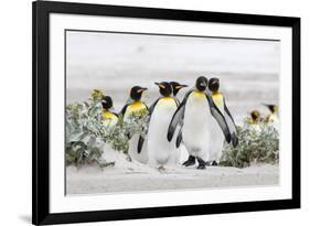 Falkland Islands, South Atlantic. Group of King Penguins on Beach-Martin Zwick-Framed Photographic Print