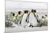 Falkland Islands, South Atlantic. Group of King Penguins on Beach-Martin Zwick-Mounted Photographic Print