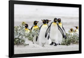Falkland Islands, South Atlantic. Group of King Penguins on Beach-Martin Zwick-Framed Photographic Print