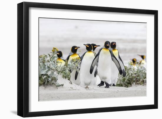 Falkland Islands, South Atlantic. Group of King Penguins on Beach-Martin Zwick-Framed Photographic Print