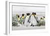 Falkland Islands, South Atlantic. Group of King Penguins on Beach-Martin Zwick-Framed Photographic Print