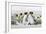 Falkland Islands, South Atlantic. Group of King Penguins on Beach-Martin Zwick-Framed Photographic Print