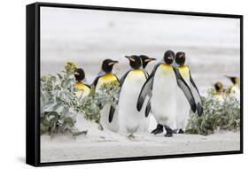 Falkland Islands, South Atlantic. Group of King Penguins on Beach-Martin Zwick-Framed Stretched Canvas