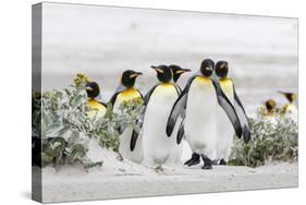 Falkland Islands, South Atlantic. Group of King Penguins on Beach-Martin Zwick-Stretched Canvas