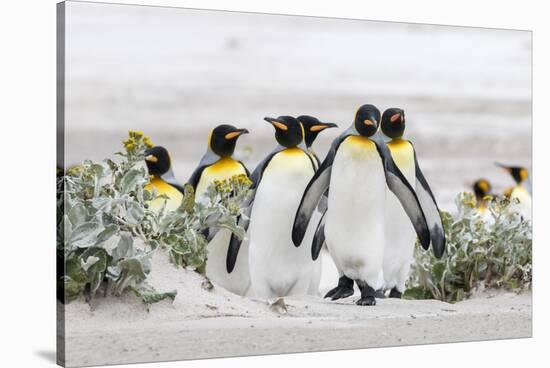 Falkland Islands, South Atlantic. Group of King Penguins on Beach-Martin Zwick-Stretched Canvas