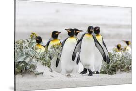 Falkland Islands, South Atlantic. Group of King Penguins on Beach-Martin Zwick-Stretched Canvas