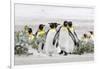 Falkland Islands, South Atlantic. Group of King Penguins on Beach-Martin Zwick-Framed Premium Photographic Print