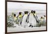 Falkland Islands, South Atlantic. Group of King Penguins on Beach-Martin Zwick-Framed Premium Photographic Print