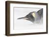 Falkland Islands, South Atlantic. King Penguin Portrait on Beach-Martin Zwick-Framed Photographic Print