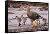 Falkland Islands, Upland Goose and Chicks Walking on a Beach-Janet Muir-Framed Stretched Canvas