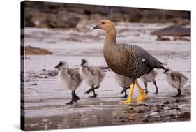 Falkland Islands, Upland Goose and Chicks Walking on a Beach-Janet Muir-Stretched Canvas