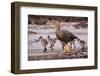 Falkland Islands, Upland Goose and Chicks Walking on a Beach-Janet Muir-Framed Photographic Print