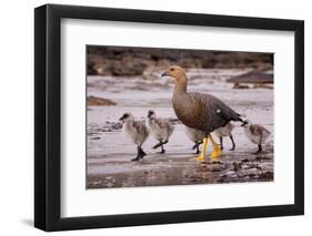 Falkland Islands, Upland Goose and Chicks Walking on a Beach-Janet Muir-Framed Photographic Print