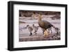 Falkland Islands, Upland Goose and Chicks Walking on a Beach-Janet Muir-Framed Photographic Print