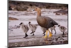 Falkland Islands, Upland Goose and Chicks Walking on a Beach-Janet Muir-Mounted Photographic Print