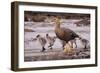 Falkland Islands, Upland Goose and Chicks Walking on a Beach-Janet Muir-Framed Photographic Print