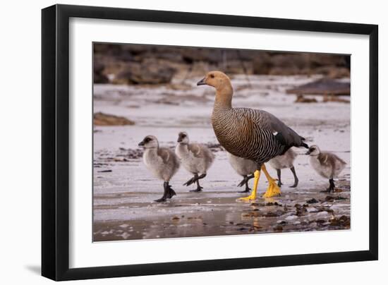 Falkland Islands, Upland Goose and Chicks Walking on a Beach-Janet Muir-Framed Photographic Print