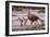 Falkland Islands, Upland Goose and Chicks Walking on a Beach-Janet Muir-Framed Photographic Print