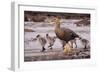 Falkland Islands, Upland Goose and Chicks Walking on a Beach-Janet Muir-Framed Photographic Print