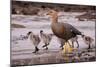 Falkland Islands, Upland Goose and Chicks Walking on a Beach-Janet Muir-Mounted Photographic Print