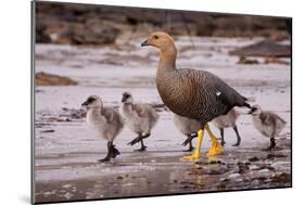 Falkland Islands, Upland Goose and Chicks Walking on a Beach-Janet Muir-Mounted Photographic Print