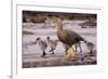 Falkland Islands, Upland Goose and Chicks Walking on a Beach-Janet Muir-Framed Photographic Print