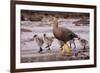 Falkland Islands, Upland Goose and Chicks Walking on a Beach-Janet Muir-Framed Photographic Print