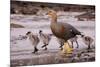 Falkland Islands, Upland Goose and Chicks Walking on a Beach-Janet Muir-Mounted Photographic Print