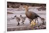 Falkland Islands, Upland Goose and Chicks Walking on a Beach-Janet Muir-Framed Premium Photographic Print