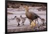 Falkland Islands, Upland Goose and Chicks Walking on a Beach-Janet Muir-Framed Premium Photographic Print