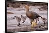 Falkland Islands, Upland Goose and Chicks Walking on a Beach-Janet Muir-Framed Stretched Canvas