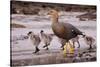 Falkland Islands, Upland Goose and Chicks Walking on a Beach-Janet Muir-Stretched Canvas