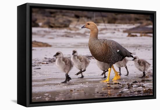 Falkland Islands, Upland Goose and Chicks Walking on a Beach-Janet Muir-Framed Stretched Canvas
