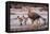 Falkland Islands, Upland Goose and Chicks Walking on a Beach-Janet Muir-Framed Stretched Canvas