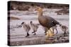 Falkland Islands, Upland Goose and Chicks Walking on a Beach-Janet Muir-Stretched Canvas