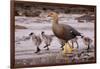 Falkland Islands, Upland Goose and Chicks Walking on a Beach-Janet Muir-Framed Photographic Print