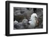 Falkland Islands. West Point Island. Black Browed Albatross and Chick-Inger Hogstrom-Framed Photographic Print