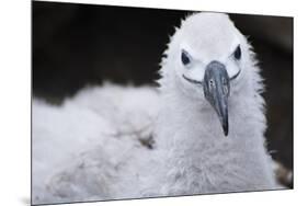 Falkland Islands. West Point Island. Black Browed Albatross Chick-Inger Hogstrom-Mounted Premium Photographic Print