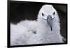 Falkland Islands. West Point Island. Black Browed Albatross Chick-Inger Hogstrom-Framed Premium Photographic Print