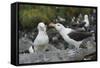 Falkland Islands. West Point Island. Black Browed Albatross Mating-Inger Hogstrom-Framed Stretched Canvas