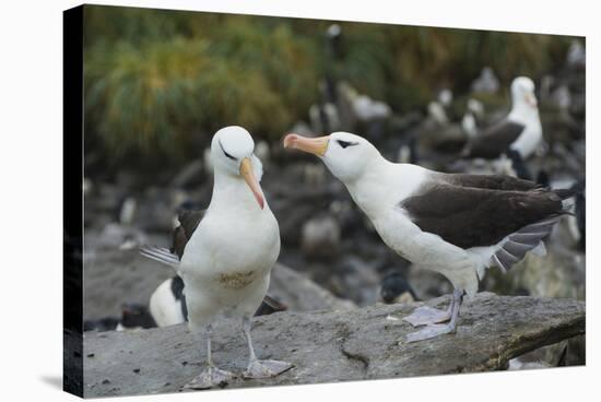 Falkland Islands. West Point Island. Black Browed Albatross Mating-Inger Hogstrom-Stretched Canvas