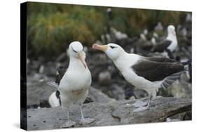 Falkland Islands. West Point Island. Black Browed Albatross Mating-Inger Hogstrom-Stretched Canvas