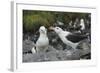 Falkland Islands. West Point Island. Black Browed Albatross Mating-Inger Hogstrom-Framed Photographic Print