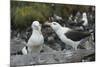 Falkland Islands. West Point Island. Black Browed Albatross Mating-Inger Hogstrom-Mounted Photographic Print