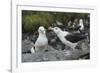 Falkland Islands. West Point Island. Black Browed Albatross Mating-Inger Hogstrom-Framed Photographic Print