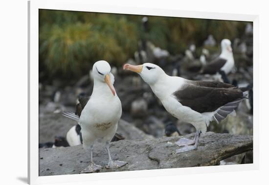 Falkland Islands. West Point Island. Black Browed Albatross Mating-Inger Hogstrom-Framed Photographic Print